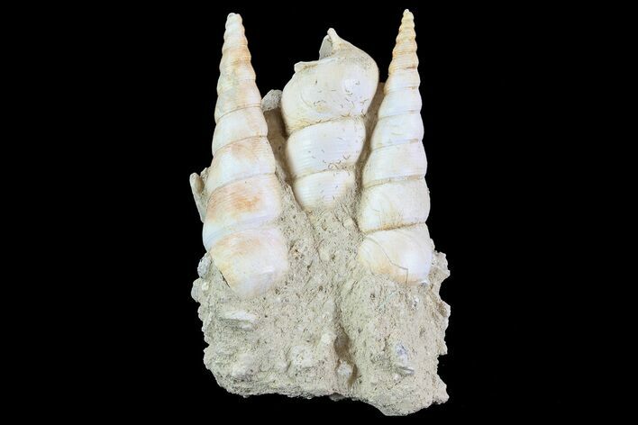 Fossil Gastropod (Haustator) Cluster - Damery, France #74518